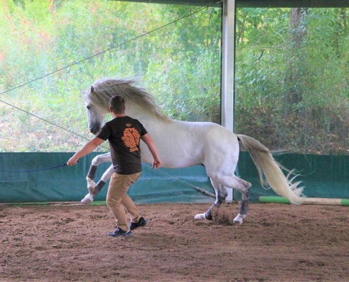 Führungskraft trainiert mit einem Pferd